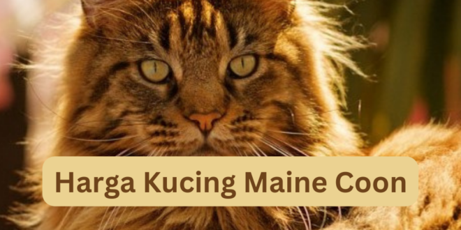 Harga Kucing Maine Coon