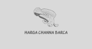 Harga Channa Barca